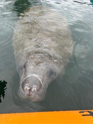 Manatee