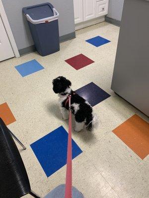 My Annie in the cat examination room