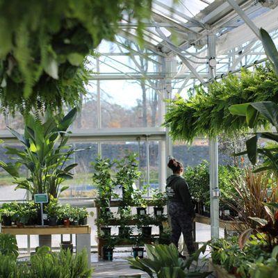 Our West End locations greenhouse