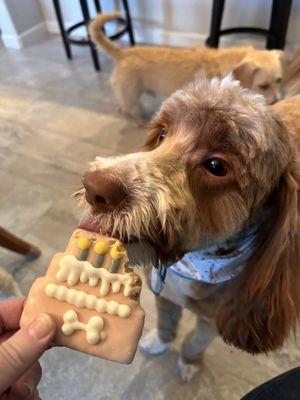 Sherlock fresh from The Pet Groomer to his Puppy  Birthday    party .