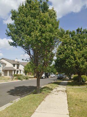 Austin Tree Experts