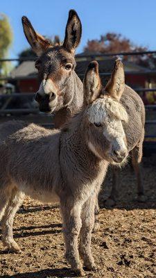 Miniature donkeys