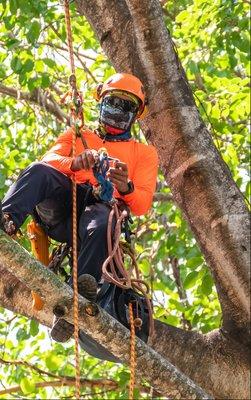 Best Tree Service