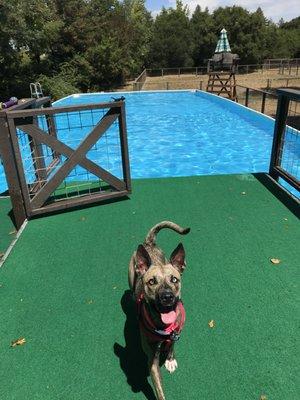 Dock Diving Pool Day!