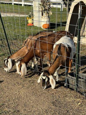 Goats for petting