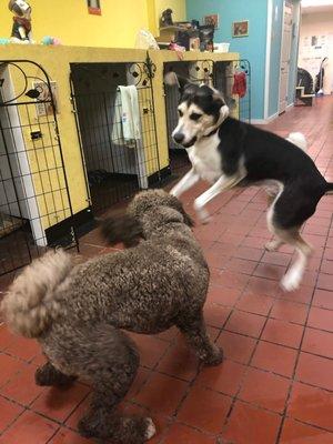 Charlie playing with his dapper friend Jax