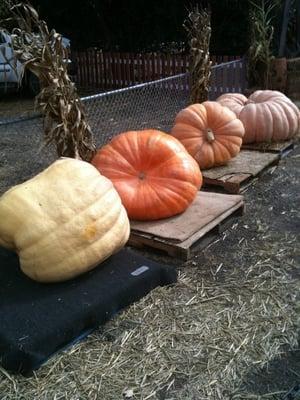 Giant pumpkins