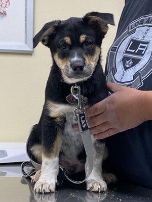 This is our pup at his appointment