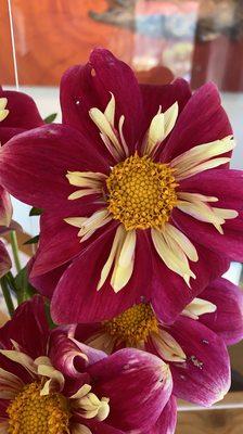 Special dahlia.