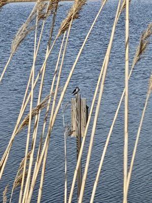 Tree swallow