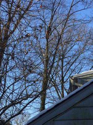 Arader Tree Service