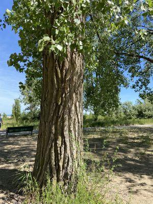 Cottonwood tree. The cotton was flying this day.