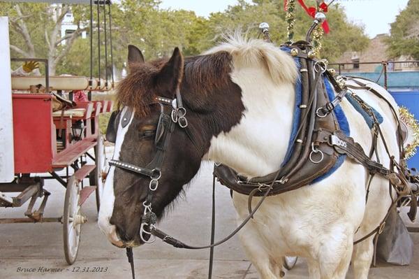 Young Jim. Very handsome horse.