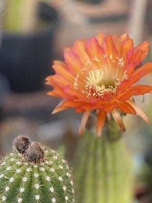 Our cactus are putting on a show!