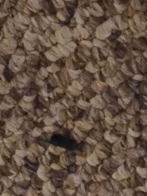 Debris on carpet that was suppose to be vacuumed