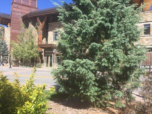 Across the street from the Lionshead Village Welcome Center and the Parking Garage.