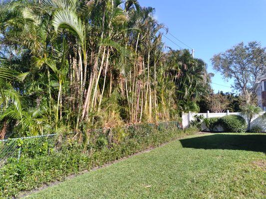 After pulling cluster palms behind the fence