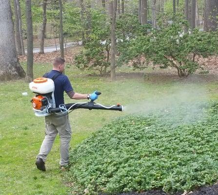 Mosquito spraying around the Baltimore area home