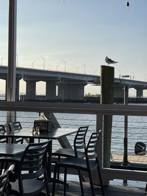 Beautiful Friday on the deck