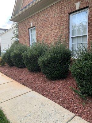 Curb appeal hedges?