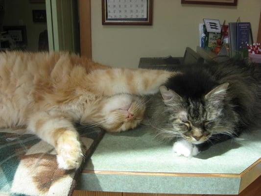 Our clinic kitties, Vladamir and Sunshine!