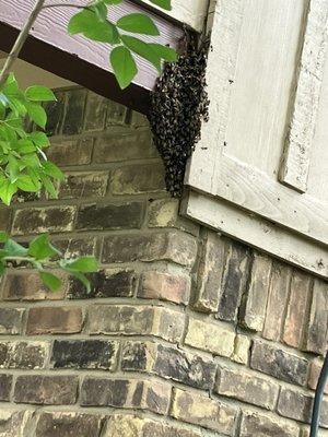 Bee Safe Bee Removal