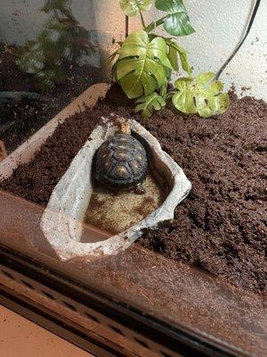 Original water bowl that he just liked to sit in