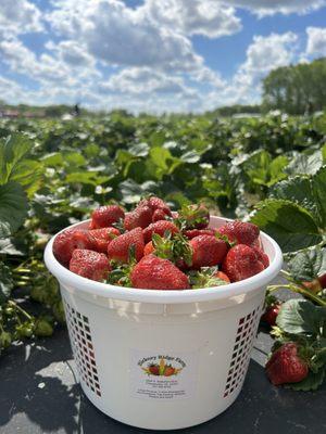 Delicious strawberries for the pickin'!