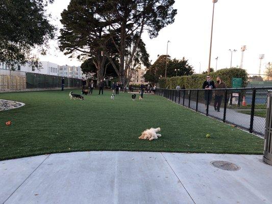 Dog park with artificial turf keeps them clean!