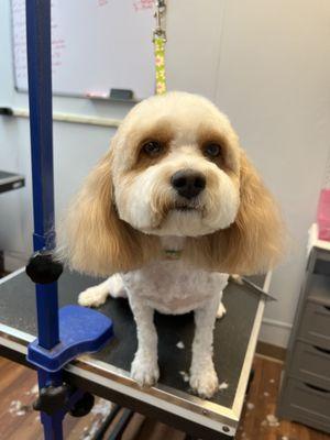 Groomed dog