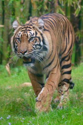 Beautiful tiger