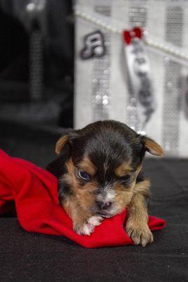 Traditional black & tan Yorkie