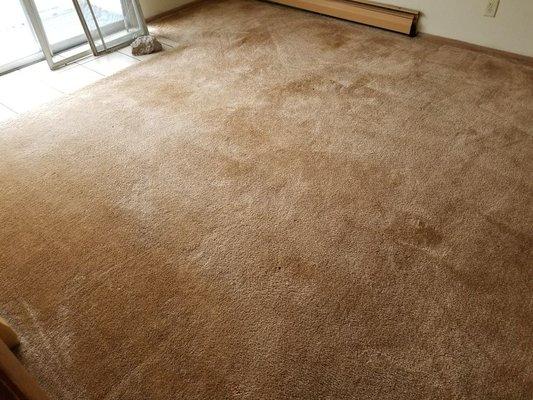 Carpet after steam cleaning. Old abused carpet. All stains were completely removed and did not return after dry.