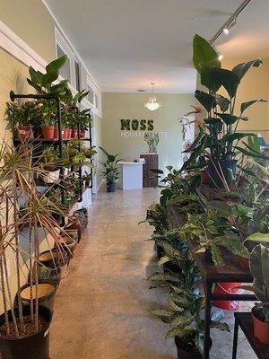 Lush greenery at Moss Houseplants