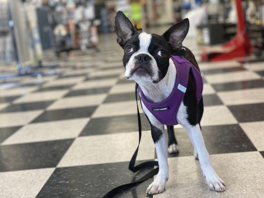 ARVIE "RV" shop guard dog.