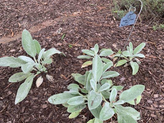 Lambs ear