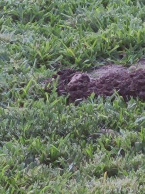 My kids found a gopher!