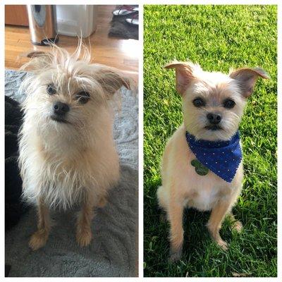 Before and after grooming services