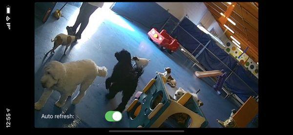 What the daycare webcam view looks like. There are several camera angles and you can see outside.