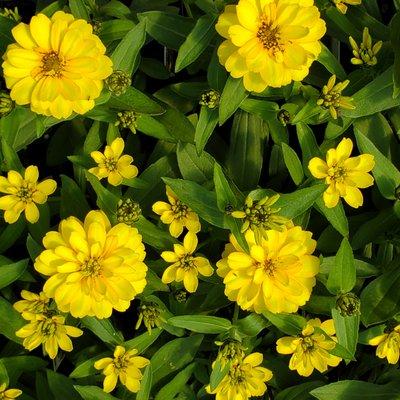 YZydeco Yellow Zinnia