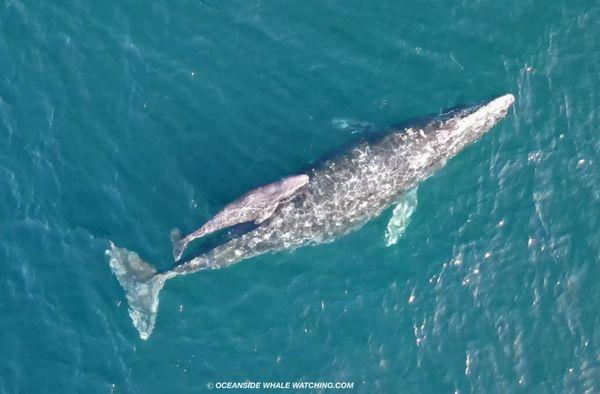 Mom & Baby Gray Whale taken by our drone photographer Mark Newman