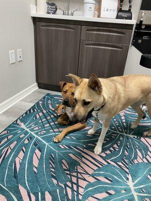 Both dogs in room at the vet