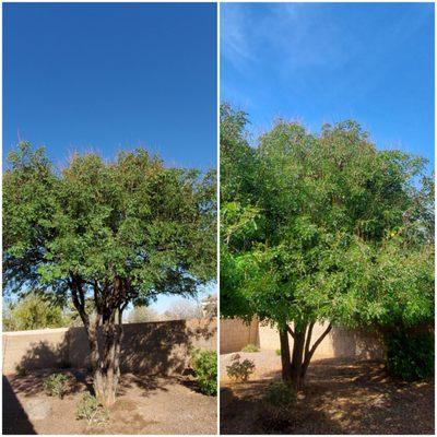 On the left is the new. On the right is the overgrown mop.