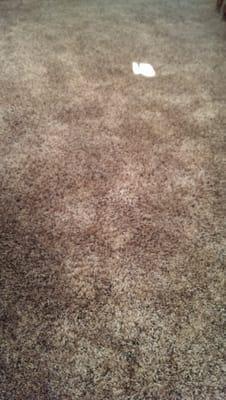 My clean and sanitized carpet, thanks to Steam Pro!