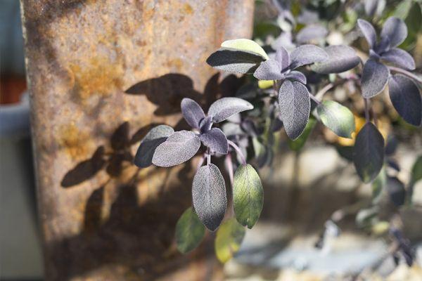 lovely plants growing out front