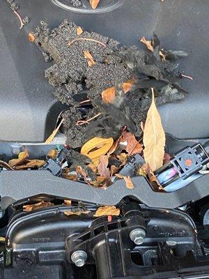 Rat's nest after 2 WEEKS of having the vehicle