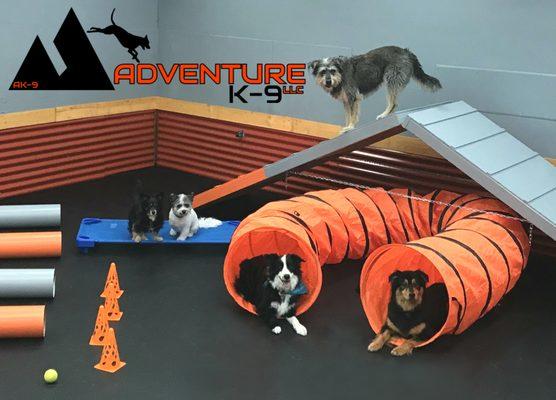 Dog agility, obstacle course, Boise Idaho