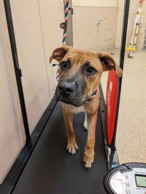 Treadmill sessions were a part of this dogs 3 week Board & Train Program