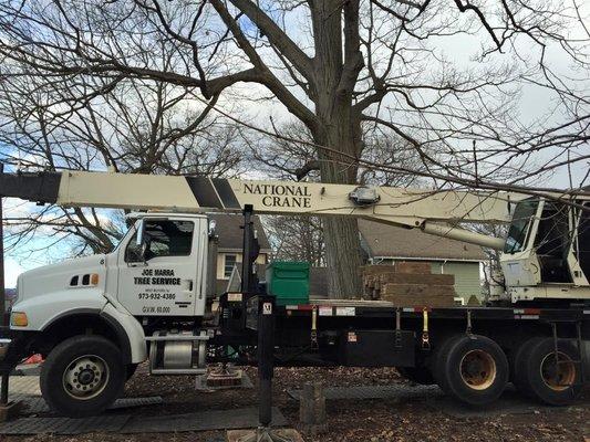 Joe Marra Tree Service