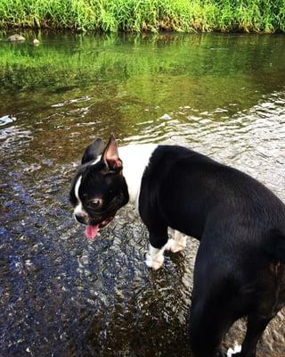 Cooling off in the stream.